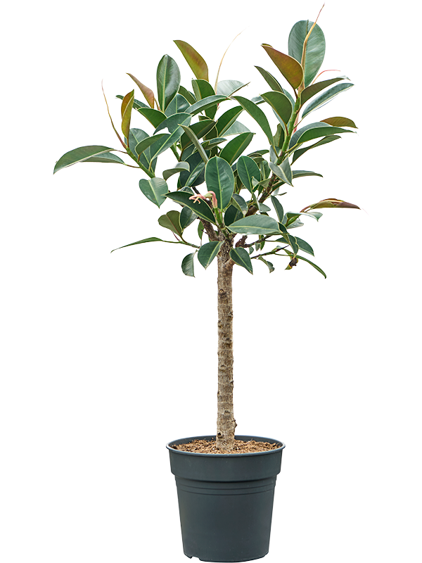 Planta naturala de interior Stem D30xH80cm Ficus elastica 'Melany' PS24/23cm in pamant