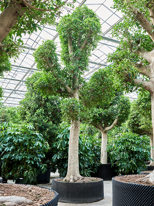 Planta naturala de interior Stem D325xH600cm Ficus microcarpa 'Nitida' PS140/47cm in pamant