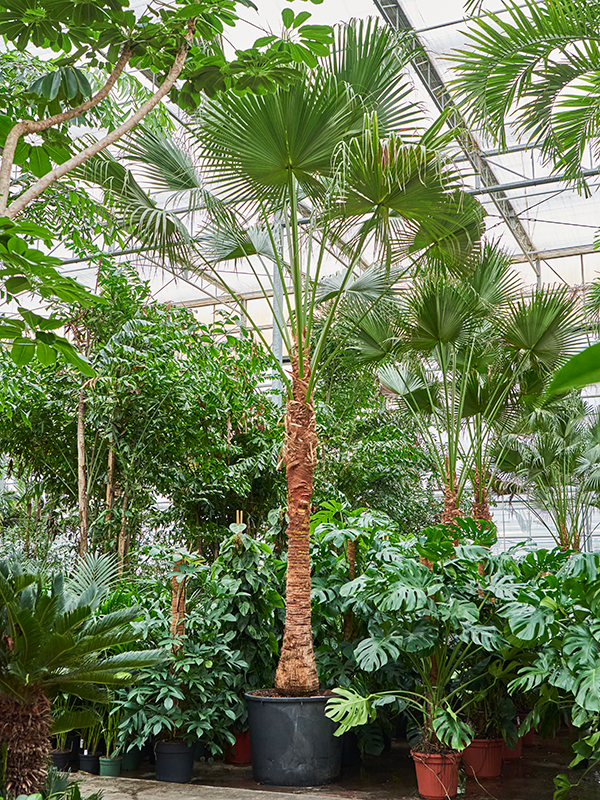 Planta naturala de interior Stem D325xH600cm Livistona chinensis PS88/69cm in pamant