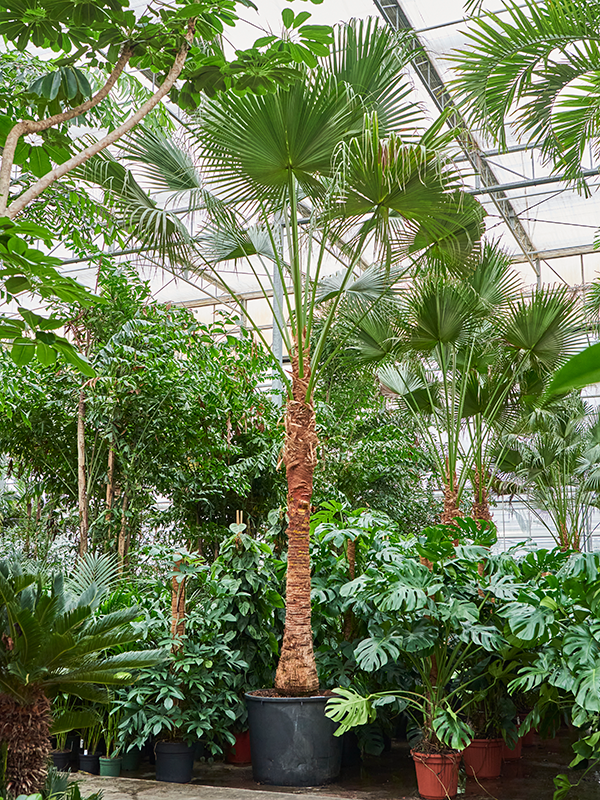 Planta naturala de interior Stem D325xH600cm Livistona chinensis PS95/73cm in pamant