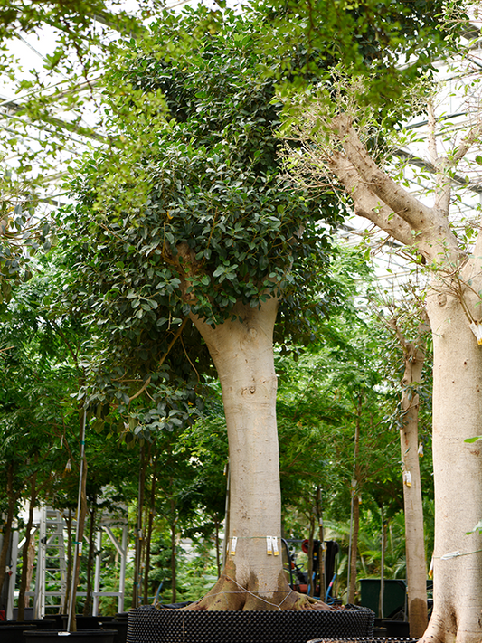 Planta naturala de interior Stem D325xH650cm Ficus rubiginosa 'Australis' PS180/90cm in pamant