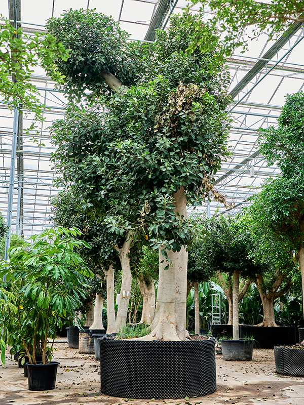 Planta naturala de interior Stem D325xH650cm Ficus rubiginosa 'Australis' PS180/90cm in pamant