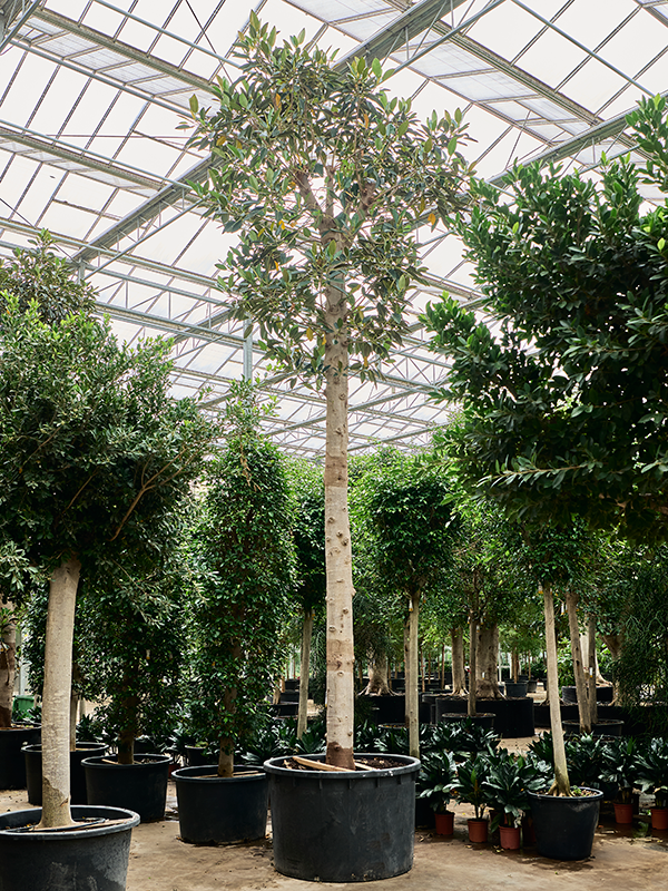 Planta naturala de interior Stem D325xH725cm Ficus macrophylla PS140/88cm in pamant