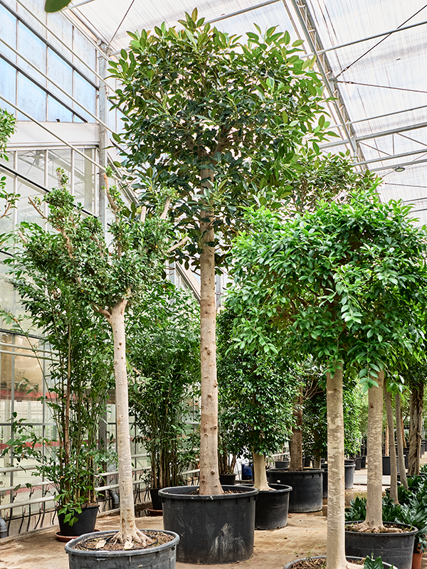 Planta naturala de interior Stem D325xH725cm Ficus macrophylla PS140/88cm in pamant