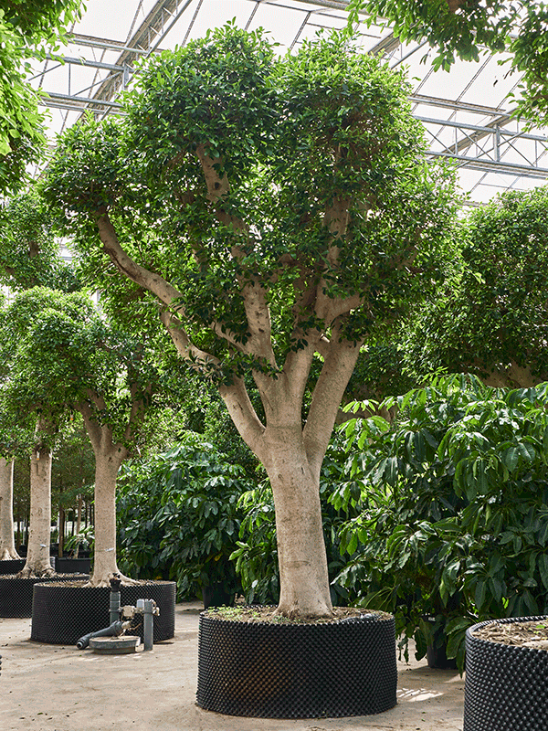 Planta naturala de interior Stem D340xH475cm Ficus microcarpa ‘Nitida’ PS125/70cm in pamant