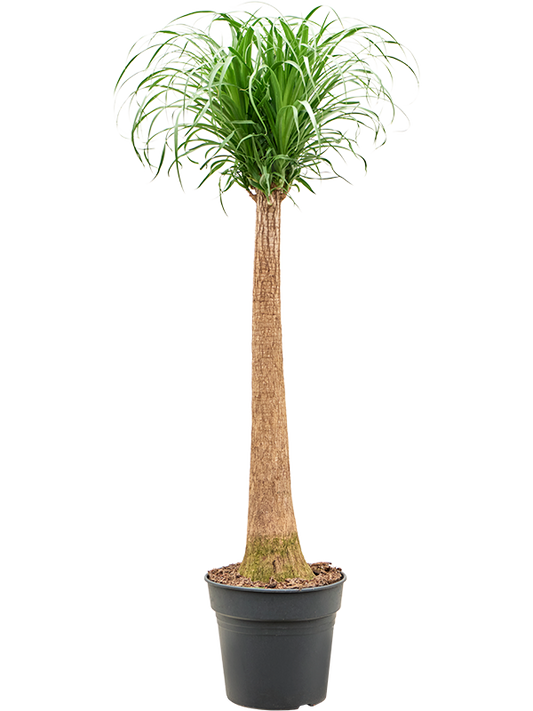 Planta naturala de interior Stem D35xH130cm Beaucarnea recurvata PS30/25cm in pamant