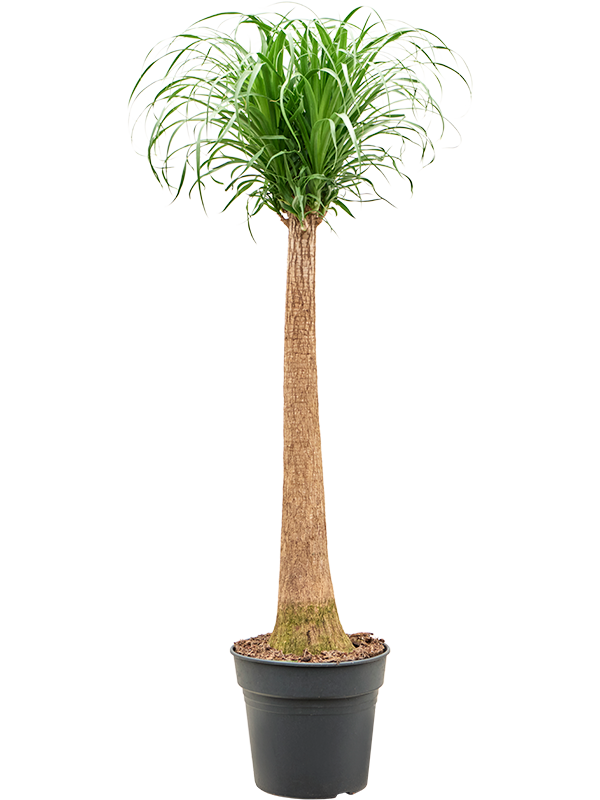 Planta naturala de interior Stem D35xH130cm Beaucarnea recurvata PS30/25cm in pamant