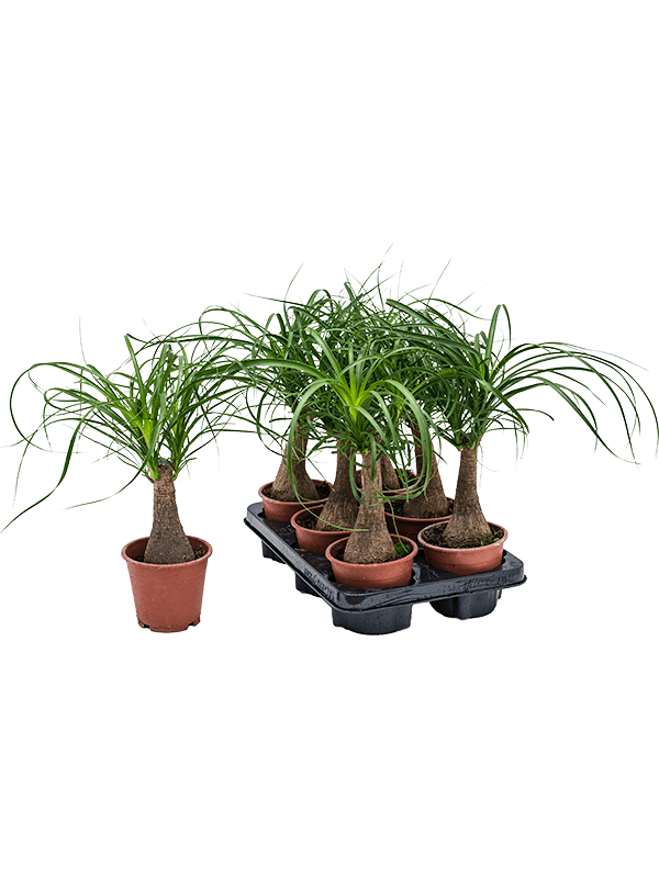 Planta naturala de interior Stem D35xH35cm Beaucarnea recurvata PS12/11cm in pamant