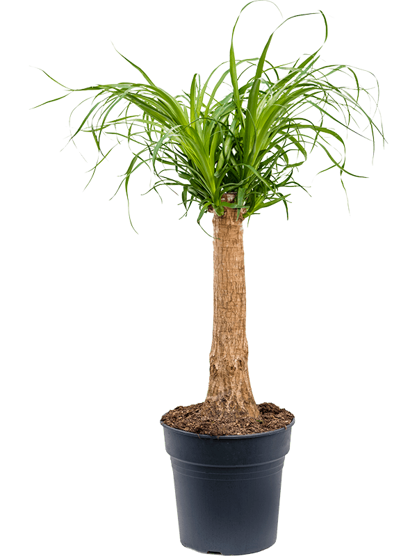 Planta naturala de interior Stem D35xH80cm Beaucarnea recurvata PS24/23cm in pamant