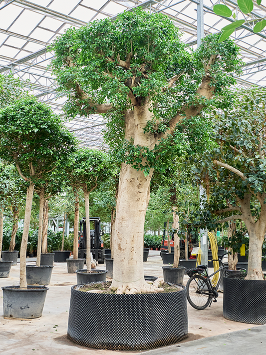 Planta naturala de interior Stem D375xH525cm Ficus microcarpa ‘Nitida’ PS180/80cm in pamant