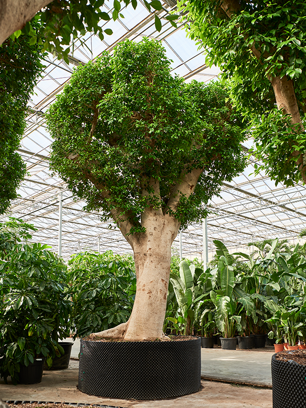 Planta naturala de interior Stem D375xH525cm Ficus microcarpa ‘Nitida’ PS180/80cm in pamant