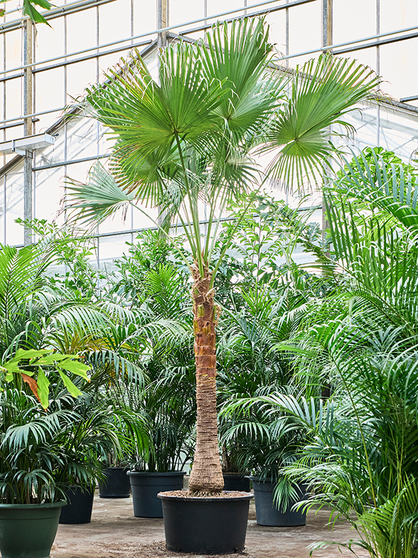 Planta naturala de interior Stem D400xH400cm Livistona chinensis (380-470) PS85/55cm in pamant