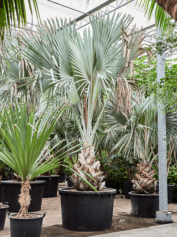 Planta naturala de interior Stem D400xH500cm Bismarckia nobilis (500-600) PS120/68cm in pamant