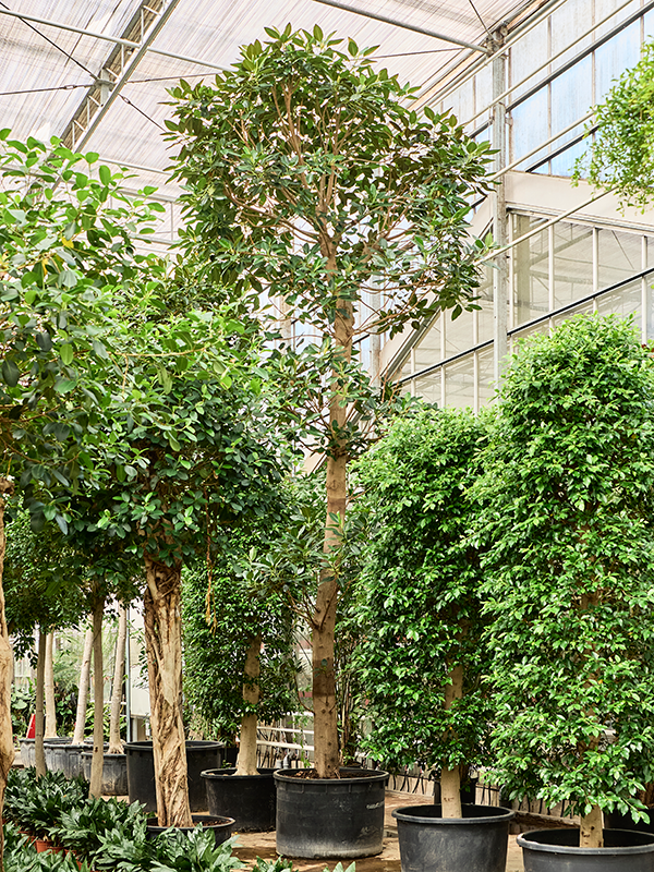 Planta naturala de interior Stem D400xH825cm Ficus macrophylla PS125/83cm in pamant