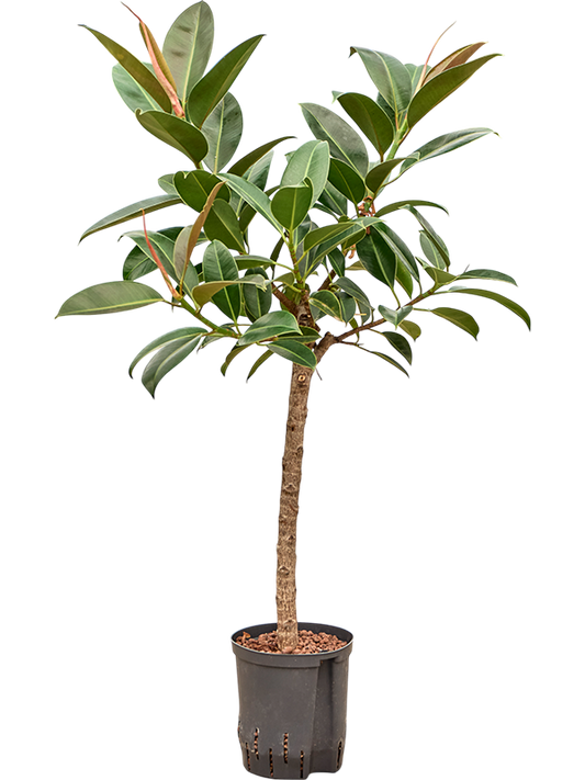 Planta naturala de interior Stem D40xH110cm Ficus elastica 'Melany' P18/19cm in hidrogranule