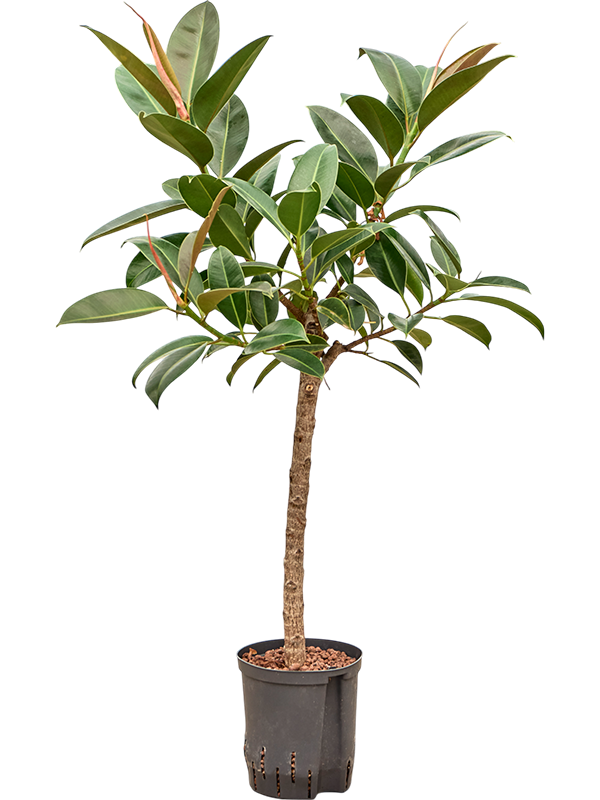 Planta naturala de interior Stem D40xH110cm Ficus elastica 'Melany' P18/19cm in hidrogranule