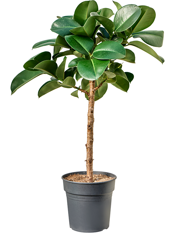 Planta naturala de interior Stem D40xH115cm Ficus elastica 'Cloe' PS24/23cm in pamant