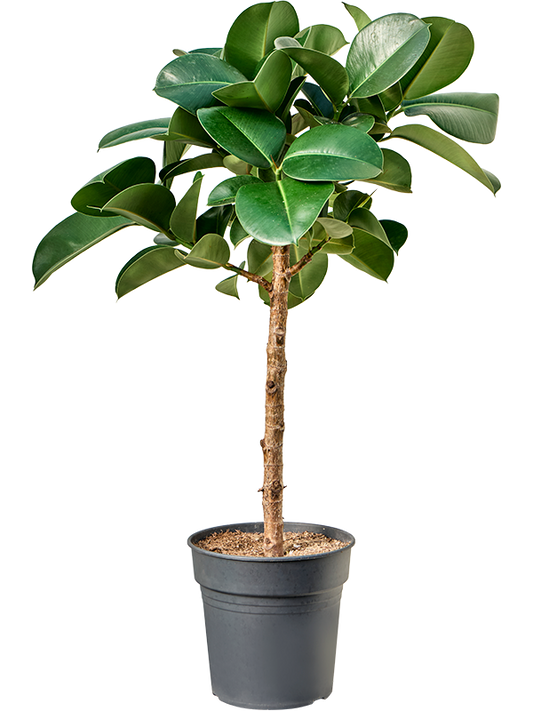 Planta naturala de interior Stem D40xH115cm Ficus elastica 'Cloe' PS24/23cm in pamant