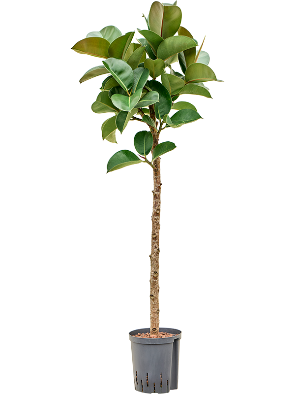 Planta naturala de interior Stem D40xH120cm Ficus elastica 'Cloe' P18/19cm in hidrogranule