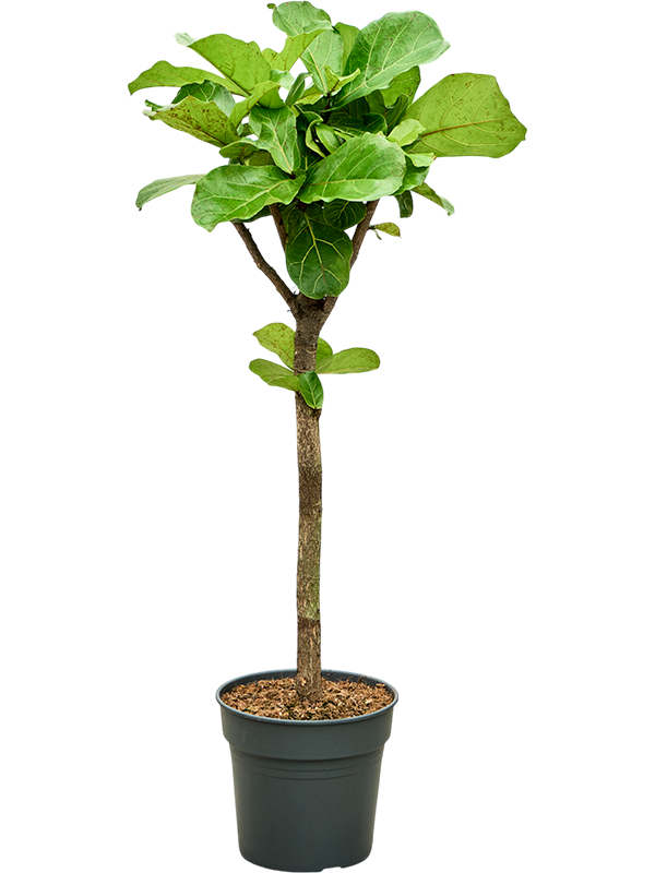 Planta naturala de interior Stem D40xH140cm Ficus lyrata PS30/27cm in pamant