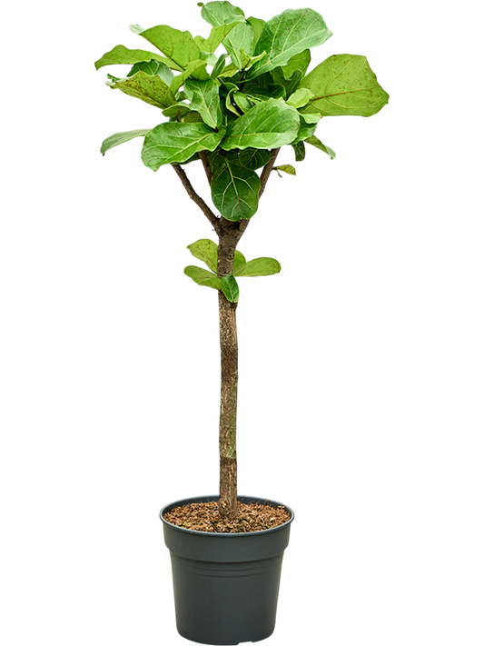 Planta naturala de interior Stem D40xH140cm Ficus lyrata PS30/27cm in pamant