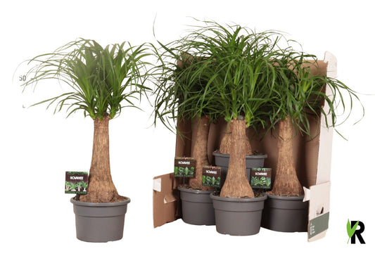 Planta naturala de interior Stem D40xH60cm Beaucarnea recurvata PS19/13cm in pamant