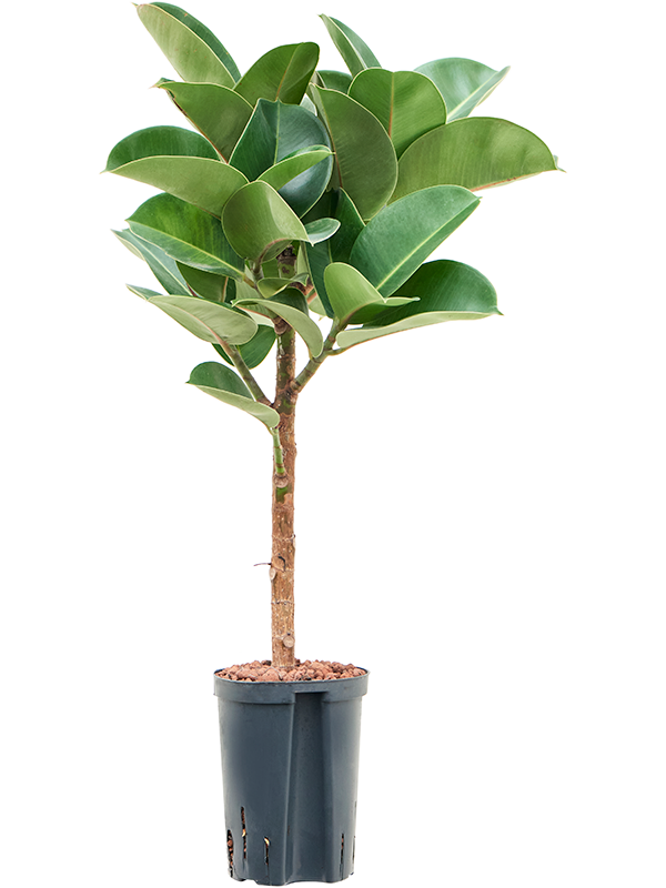 Planta naturala de interior Stem D40xH90cm Ficus elastica 'Cloe' P18/19cm in hidrogranule