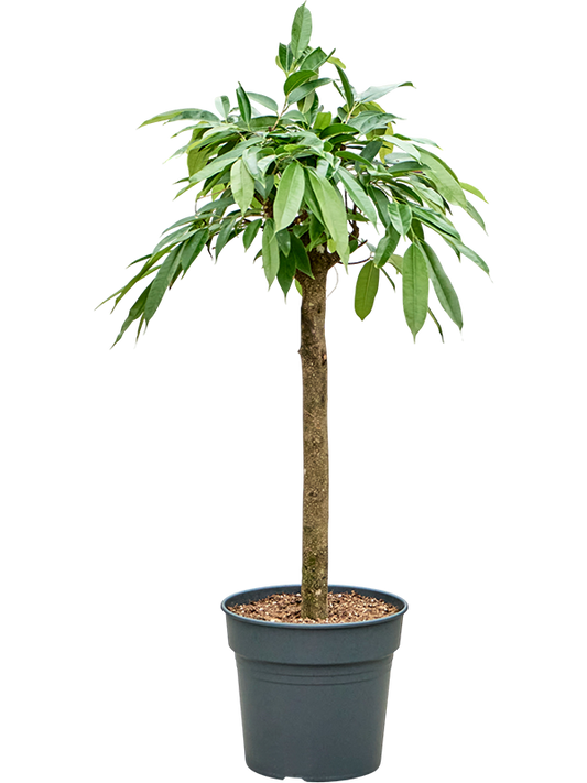 Planta naturala de interior Stem D45xH120cm Ficus binnendijkii 'Amstel King' PS30/27cm in pamant