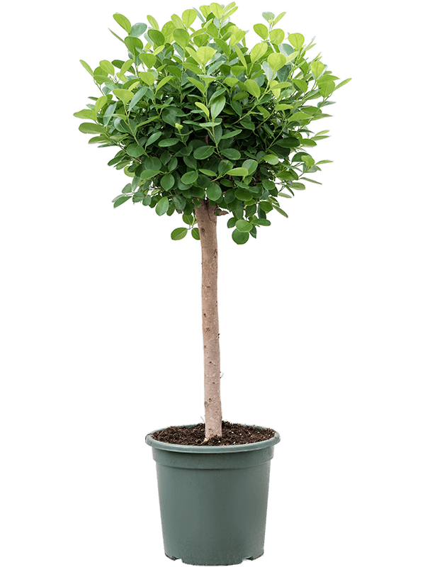 Planta naturala de interior Stem D45xH120cm Ficus microcarpa 'Moclame' PS30/32cm in pamant