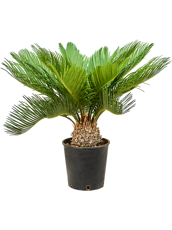 Planta naturala de interior Stem D45xH65cm Cycas revoluta PS19/18cm in pamant