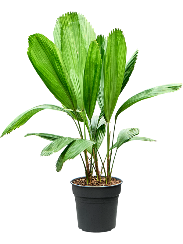 Planta naturala de interior Stem D45xH70cm Licuala grandis PS17/16cm in pamant