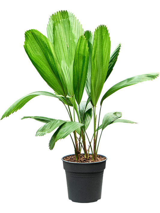 Planta naturala de interior Stem D45xH70cm Licuala grandis PS17/16cm in pamant
