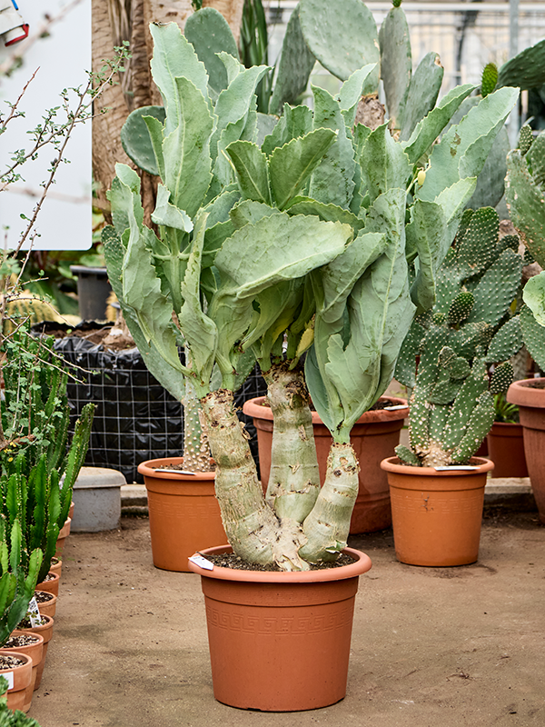 Planta naturala de interior Stem D45xH85cm Cyphostemma juttae PS35/30cm in pamant