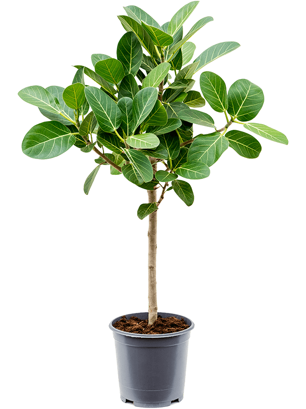 Planta naturala de interior Stem D45xH95cm Ficus benghalensis 'Audrey' PS21/19cm in pamant