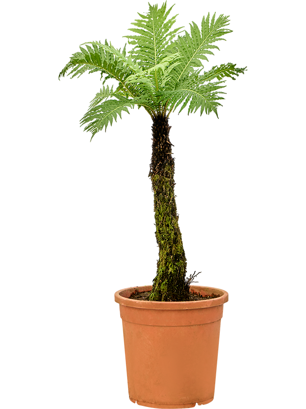 Planta naturala de interior Stem D50xH100cm Blechnum gibbum PS31/27cm in pamant