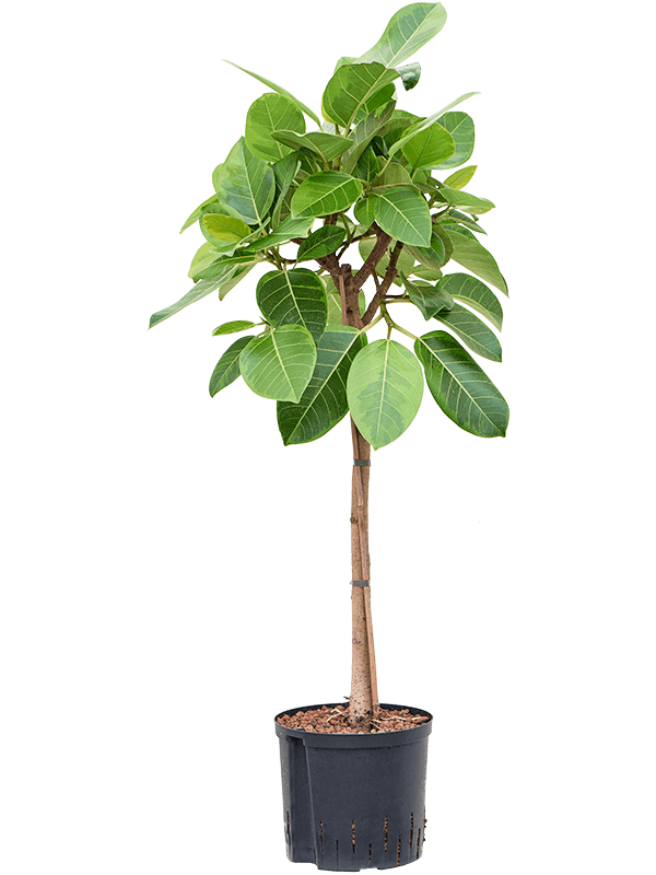 Planta naturala de interior Stem D50xH110cm Ficus altissima 'Yellow Gem' P22/19cm in hidrogranule