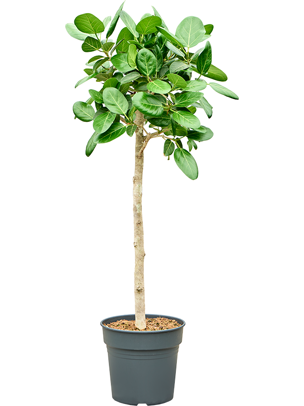 Planta naturala de interior Stem D50xH130cm Ficus benghalensis 'Audrey' PS30/27cm in pamant