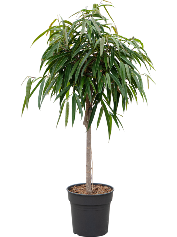 Planta naturala de interior Stem D50xH120cm Ficus binnendijkii 'Alii' PS27/25cm in pamant