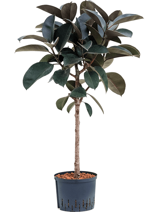 Planta naturala de interior Stem D50xH120cm Ficus elastica 'Abidjan' P25/19cm in hidrogranule