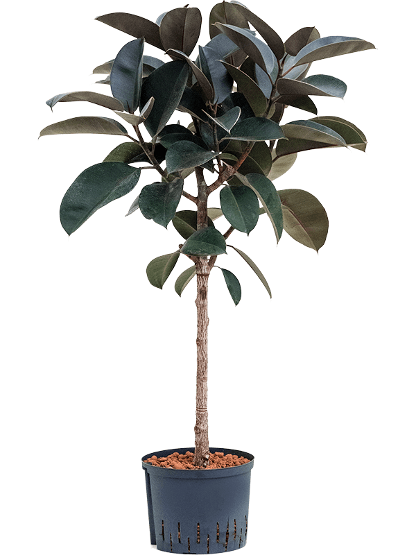 Planta naturala de interior Stem D50xH120cm Ficus elastica 'Abidjan' P25/19cm in hidrogranule