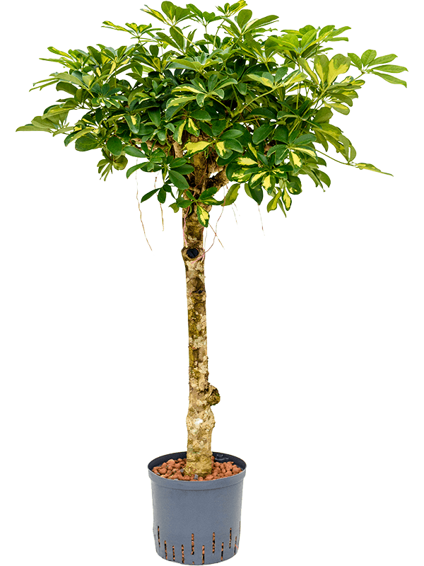 Planta naturala de interior Stem D50xH120cm Schefflera arboricola 'Gold Capella' P22/19cm in hidrogranule