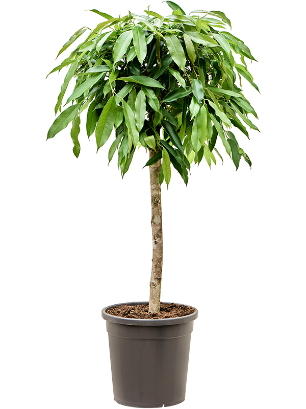 Planta naturala de interior Stem D50xH125cm Ficus binnendijkii 'Amstel King' PS31/29cm in pamant