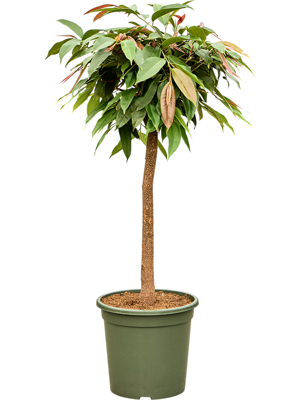 Planta naturala de interior Stem D50xH125cm Ficus binnendijkii 'Amstel King' PS31/29cm in pamant