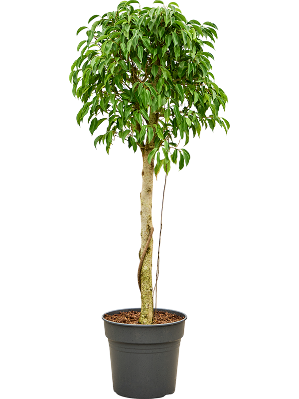 Planta naturala de interior Stem D50xH130cm Ficus benjamina 'Columnar' PS34/30cm in pamant