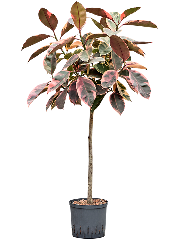 Planta naturala de interior Stem D50xH130cm Ficus elastica 'Belize' P22/19cm in hidrogranule