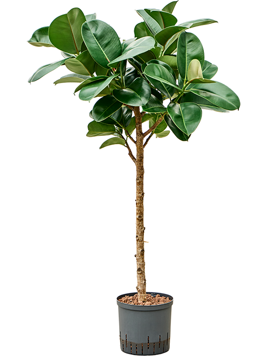 Planta naturala de interior Stem D50xH130cm Ficus elastica 'Cloe' P22/19cm in hidrogranule