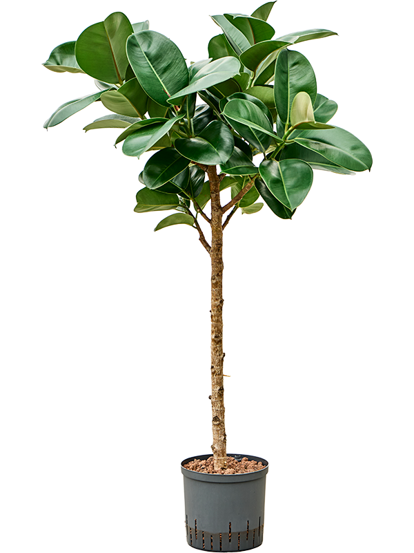 Planta naturala de interior Stem D50xH130cm Ficus elastica 'Cloe' P22/19cm in hidrogranule