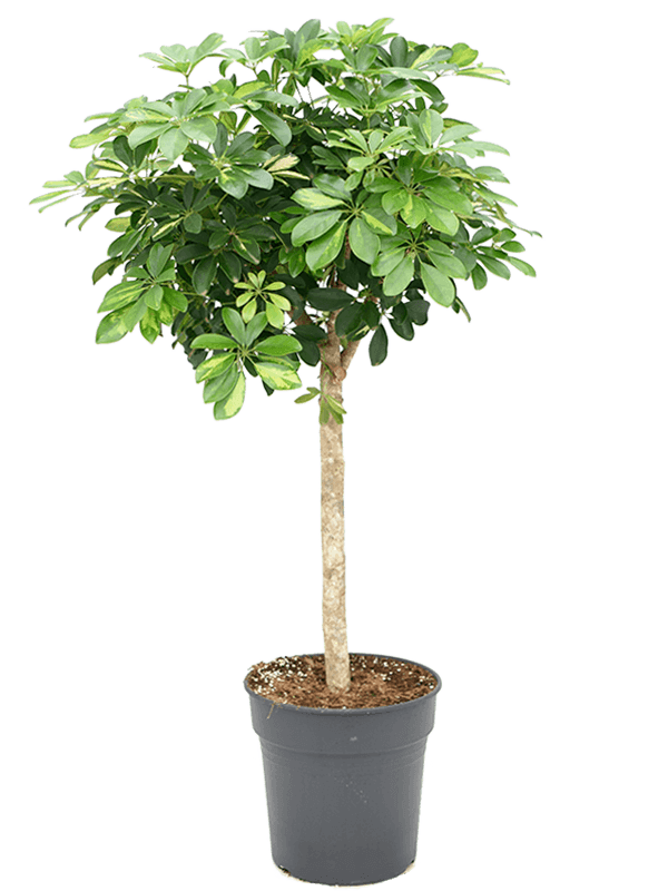 Planta naturala de interior Stem D50xH130cm Schefflera arboricola 'Gold Capella' PS30/27cm in pamant