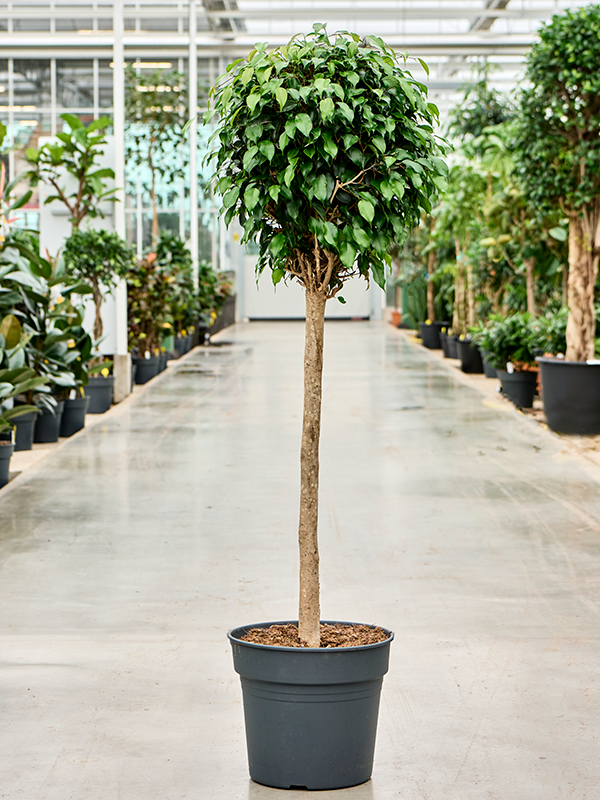 Planta naturala de interior Stem D50xH145cm Ficus benjamina 'Danielle' PS34/30cm in pamant