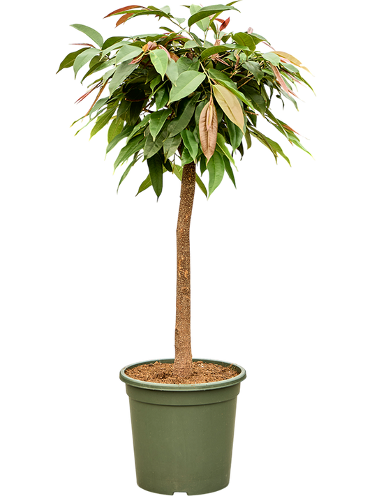 Planta naturala de interior Stem D50xH155cm Ficus binnendijkii 'Amstel King' PS31/29cm in pamant